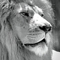 Is This My Good Side Photograph by Lens Art Photography By Larry Trager Is This My Good Side Photograph by Lens Art Photography By Larry Trager