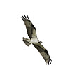 Isolated Osprey 2021-1 Photograph by Thomas Young Isolated Osprey 2021-1 Photograph by Thomas Young