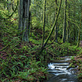 Jarrod's Grove Nature Reserve and Cusheon Creek #1 by Michael Russell