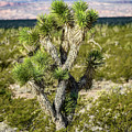 Joshua Tree #1 by Pamela McDaniel