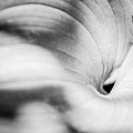 Large curled leaf #1 by Mike Fusaro