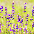Lavender Field #2 Photograph by Elvira Peretsman