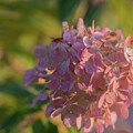 Limelight Hydrangea in Autumn IV #1 by Tamara Becker