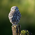 Little Owl Photograph by Anita Nicholson Little Owl Photograph by Anita Nicholson