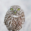Little Owl, Athene noctua #1 by Tony Mills