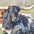 Longhorns Photograph by Christopher Rice Longhorns Photograph by Christopher Rice