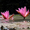Lotus Flower Bali #1 by Mark Egerton