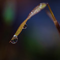 Macro Photography - Water Drops on Grass Photograph by Amelia Pearn Macro Photography - Water Drops on Grass Photograph by Amelia Pearn