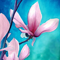 Magnolia Reach #1 by Daniela Easter