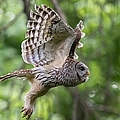 Mama Barred owl Hunting Photograph by Puttaswamy Ravishankar Mama Barred owl Hunting Photograph by Puttaswamy Ravishankar