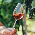 Man holding glass of red wine in vineyard field. Wine tasting in Photograph by Jelena Jovanovic Man holding glass of red wine in vineyard field. Wine tasting in Photograph by Jelena Jovanovic