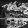 Maroon Bells Moose Family Black And White by Dan Sproul