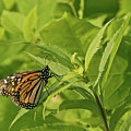 Monarch in Minneapolis Photograph by Natural Focal Point Photography Monarch in Minneapolis Photograph by Natural Focal Point Photography