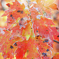 Mountain Maple Warm Sun #1 by Leland D Howard