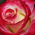 Multi-colored Rose Photograph by Mingming Jiang Multi-colored Rose Photograph by Mingming Jiang