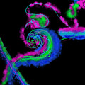 Neon Nights Digital Art by Amber Lasche Neon Nights Digital Art by Amber Lasche