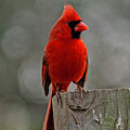 Northern Cardinal #2 by Dart Humeston