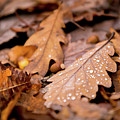 Oak Leaves and rain drops Photograph by Anita Nicholson Oak Leaves and rain drops Photograph by Anita Nicholson
