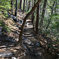 On the Trail Photograph by Phil Perkins On the Trail Photograph by Phil Perkins
