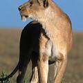 Watching Out by Sandra Bronstein