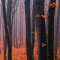 Orange Wood Photograph by Evgeni Dinev Orange Wood Photograph by Evgeni Dinev