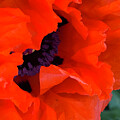 Oriental Poppy #1 by Jeanette French