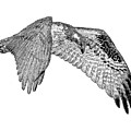 Osprey #1 by Larry Linton