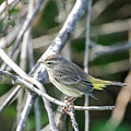 Palm Warbler Art Print #1 by Denise Johnson