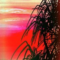 Pandanus Palm Sunset Painting by Simon Read Pandanus Palm Sunset Painting by Simon Read