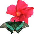 Papilio #1 by Nina Stavlund