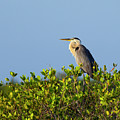 Perched Photograph by Gordon Elwell Perched Photograph by Gordon Elwell