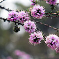 Pink Kunzea #2 by Elaine Teague