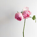 Pink Innocence- Rose by Anorel