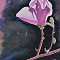Pink Tulip Magnolia Bloom And Buds by Warren Thompson Pink Tulip Magnolia Bloom And Buds by Warren Thompson