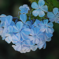 Plumbago 5 Photograph by Elaine Teague Plumbago 5 Photograph by Elaine Teague
