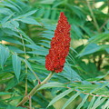 Staghorn Sumac Photograph by Ee Photography Staghorn Sumac Photograph by Ee Photography