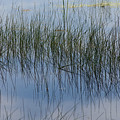 Pond Reflections Photograph by Kae Cheatham Pond Reflections Photograph by Kae Cheatham