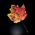 Preserving Autumn Photograph by Kevin Suttlehan Preserving Autumn Photograph by Kevin Suttlehan