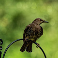 Pretty Bird Photograph by Cathy Kovarik Pretty Bird Photograph by Cathy Kovarik