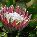 Protea Beauty #1 by Charlie Osborn