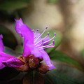 Purple Rhododendron Print Photograph by Gwen Gibson Purple Rhododendron Print Photograph by Gwen Gibson