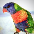 Rainbow Lorikeet Photograph by Sarah Lilja Rainbow Lorikeet Photograph by Sarah Lilja