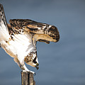 Ready to Fly Photograph by Bonny Puckett Ready to Fly Photograph by Bonny Puckett