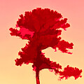Red Abstract #1 by Roberta Byram