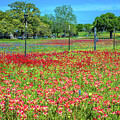 Red All About It #2 by Lynn Bauer