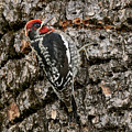 Red-breasted Sapsucker, Sacramento County California by Doug Herr Red-breasted Sapsucker, Sacramento County California by Doug Herr