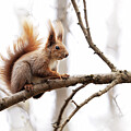 Red Squirrel on Branch #1 by Jaroslaw Blaminsky