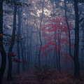 Red Tree Photograph by Evgeni Dinev Red Tree Photograph by Evgeni Dinev