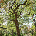 Rick's Oak Tree Photograph by Connie Publicover Rick's Oak Tree Photograph by Connie Publicover
