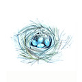 Robins Nest Painting by Luisa Millicent Robins Nest Painting by Luisa Millicent